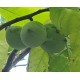 Asiminier (PAWPAW) Benson