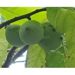 Asiminier (PAWPAW) Benson