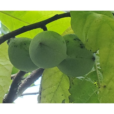 Asiminier (PAWPAW) Benson