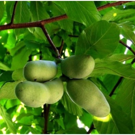 Asiminier (PAWPAW) October moon