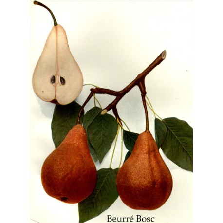 Poirier Beurré Bosc (Apremont) Poirier Beurré Bosc (Apremont)