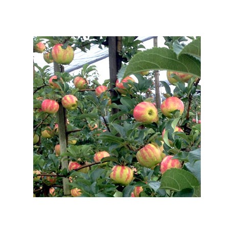 Pommier Arlequin Pommier Arlequin
