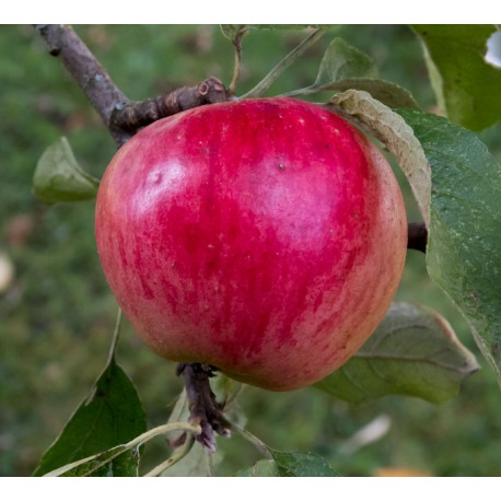 Pommier Akane