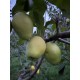 Pommier Citron de Casina