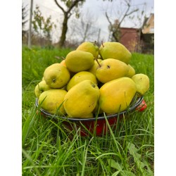 Pommier Citron de Casina