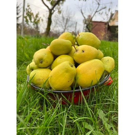 Pommier Citron de Casina