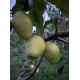Pommier Citron de Casina