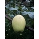 Pommier Citron de Casina