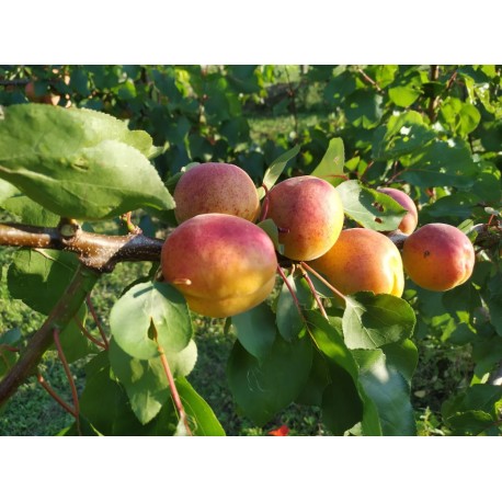 Abricotier rouge+Pêcher Golden César®
