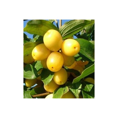 Cornus mas Jantarnyj
