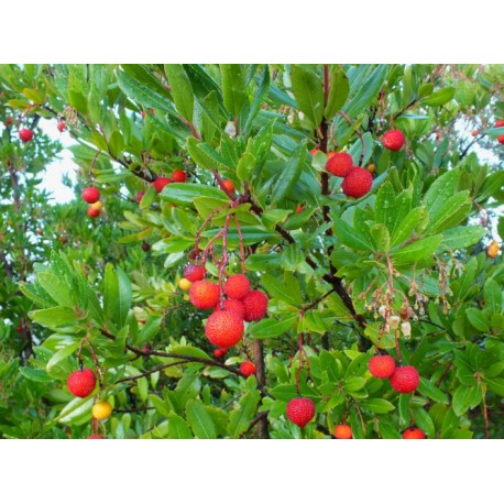 Arbousier (Arbre à fraises) Arbousier (Arbre à fraises)