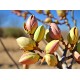 Pistachier Sirora