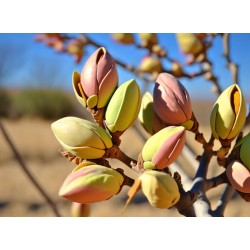 Pistachier Sirora