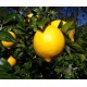 Citron Meyer