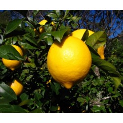 Citron Meyer