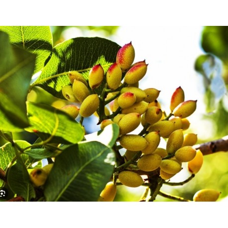 Pistachier Egine Pistachier Egine