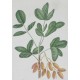 Pistachier Avdat