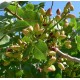 Pistachier Napolitaine (Bronte)