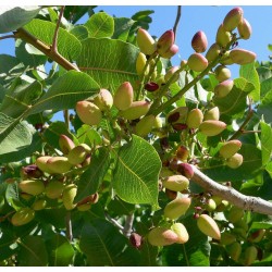 Pistachier Napolitaine (Bronte)