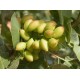 Pistachier Kastel