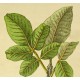 Pistachier C-special (Mâle)