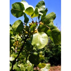 Pistachier Peters (Mâle)