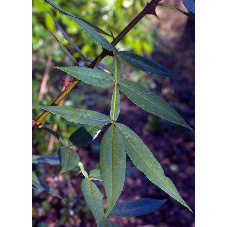 Poivrier du Timut (Zanthoxylum armatum)