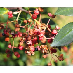 Poivrier du Sichuan (Zanthoxylum piperitum)
