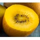 Kiwi Dolce® (femelle)