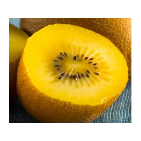Kiwi Dolce® (femelle)
