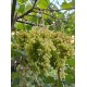 Vigne Dattier de Beyrouth