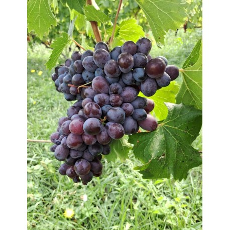 Vigne Cardinal