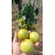 Nashi X poire Benita