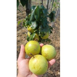 Nashi X poire Benita
