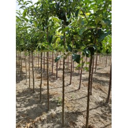 Lot 300 DEMI TIGES pommiers variés