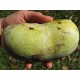 Asiminier (PAWPAW) Jerry'delight®