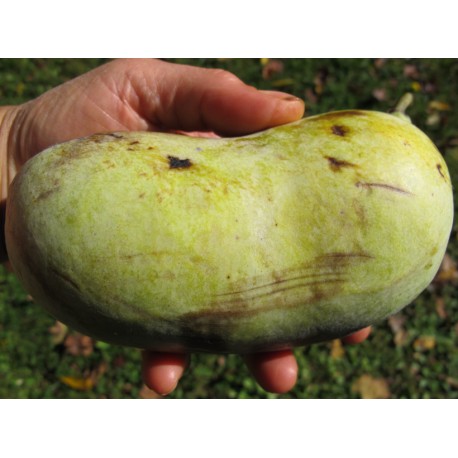 Asiminier (PAWPAW) Jerry'delight®