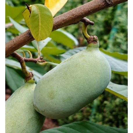 Asiminier (PAWPAW) Valley East 21 (VE 21) Asiminier (PAWPAW) Valley East 21 (VE 21)
