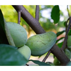 Asiminier (PAWPAW) Marshmallow