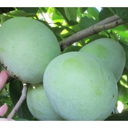 Asiminier (PAWPAW) Honey dew