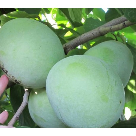 Asiminier (PAWPAW) Honey dew Asiminier (PAWPAW) Honey dew