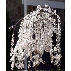 Cerisier fleurs 'Snow fountains'