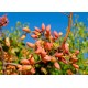 Pistachier Red Alep