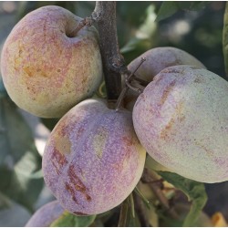 Pluot Flavor grenade