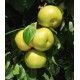 Pluot Flavor queen