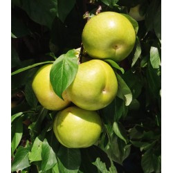Pluot Flavor queen