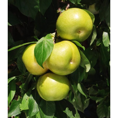 Pluot Flavor queen Pluot Flavor queen