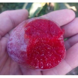 Pluot Flavor suprem