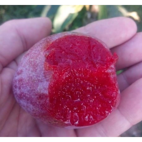 Pluot Flavor suprem