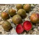 Pluot Flavor suprem